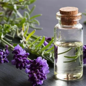 *Lavender Plants for Multiple Uses